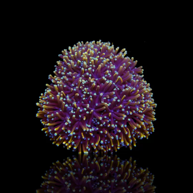 Kaufen Sie Galaxea fascicularis spp. | Coralandfishstore.nl Kaufen Sie Galaxea fascicularis spp. | Coralandfishstore.nl