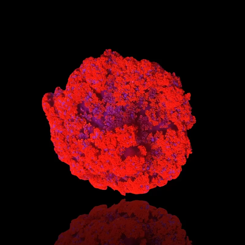 Möchten Sie Actinodendron Plumosum Hells Fire Anemone Red kaufen? | Corallandfishstore Möchten Sie Actinodendron Plumosum Hells Fire Anemone Red kaufen? | Corallandfishstore