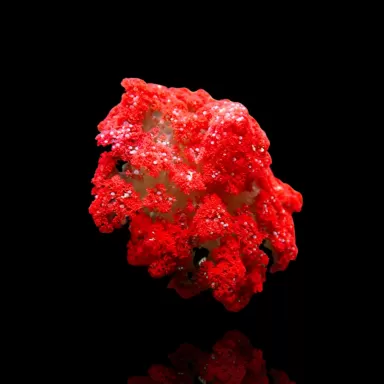 Möchten Sie Actinodendron Plumosum Hells Fire Anemone Red kaufen? | Corallandfishstore