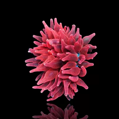 Kaufen Sie Entacmaea quadricolor Rot M-Größe | Coralandfishstore.nl
