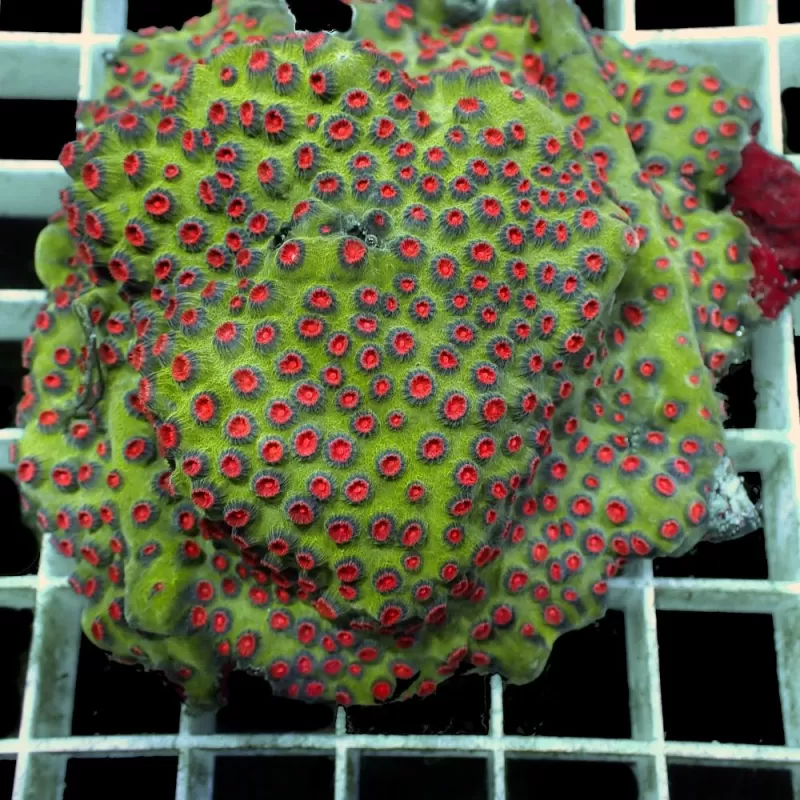 Cyphastrea spp Green Red Cyphastrea spp Green Red