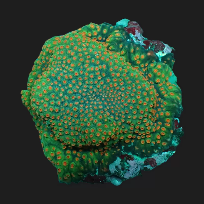 Cyphastrea spp Green/Red - Meteor Shower kopen ? Coralandfishstore Cyphastrea spp Green/Red - Meteor Shower kopen ? Coralandfishstore