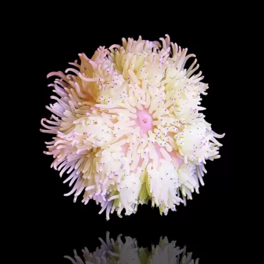 Heteractis Malu White bestellen? l Coralandfishstore.nl
