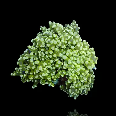 Kaufen Sie Euphyllia divisa grün | Coralandfishstore.nl