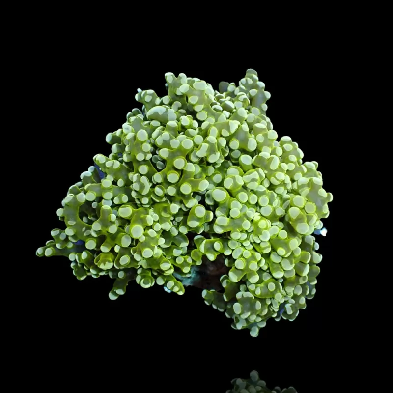 Kaufen Sie Euphyllia divisa grün | Coralandfishstore.nl Kaufen Sie Euphyllia divisa grün | Coralandfishstore.nl