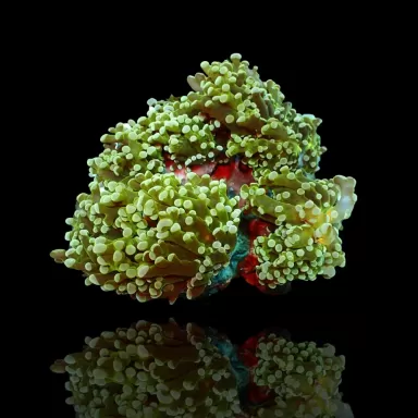 Euphyllia divisa green  kopen | Coralandfishstore.nl