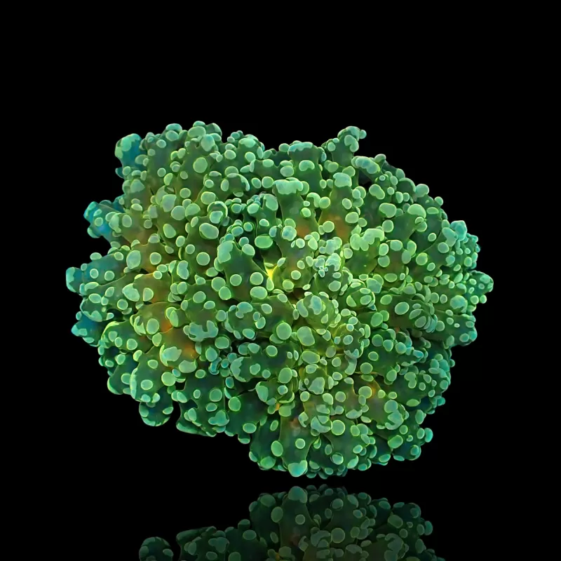 Euphyllia Divisa Green