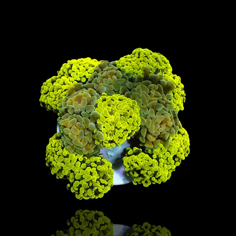 Euphyllia Paraancora Multi Garden 5 heads kopen ? | Coralandfishstore Euphyllia Paraancora Multi Garden 5 heads kopen ? | Coralandfishstore