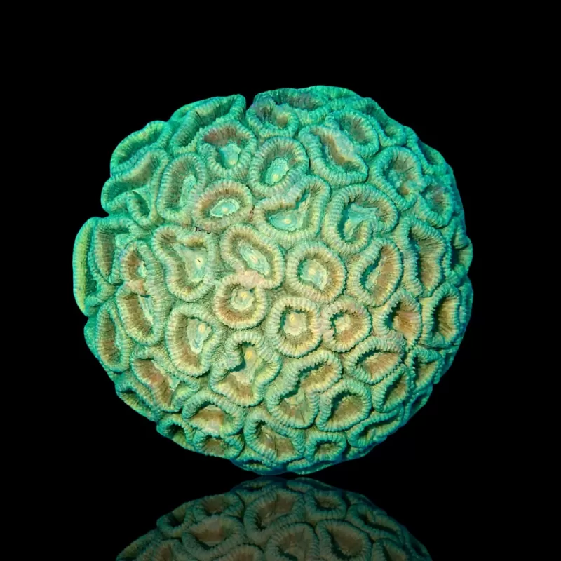 Favia Green Indonesien kaufen | Coralandfishstore.nl Favia Green Indonesien kaufen | Coralandfishstore.nl