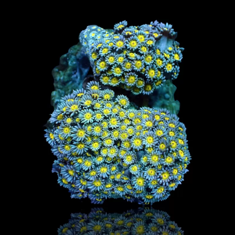 Goniopora sp. Groen met Geel/Oranje kopen | Coralandfishstore.nl Goniopora sp. Groen met Geel/Oranje kopen | Coralandfishstore.nl