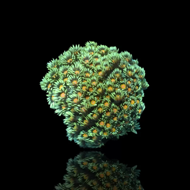 Goniopora sp. Groen met Geel/Oranje kopen | Coralandfishstore.nl Goniopora sp. Groen met Geel/Oranje kopen | Coralandfishstore.nl