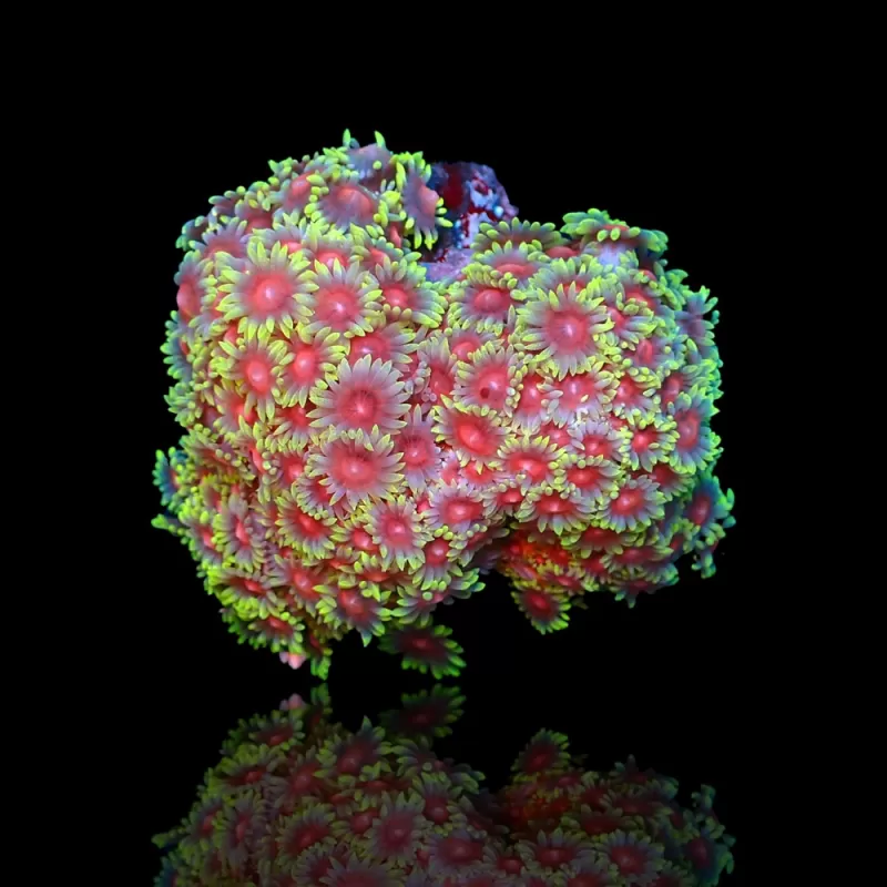 Goniopora Sp Red Heart M-size kopen | Coralandfishstore.nl Goniopora Sp Red Heart M-size kopen | Coralandfishstore.nl