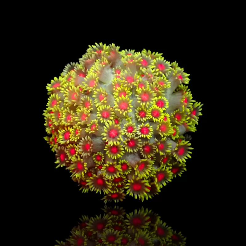 Goniopora Sp Red Heart M-size kopen | Coralandfishstore.nl Goniopora Sp Red Heart M-size kopen | Coralandfishstore.nl