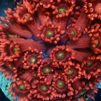 Goniopora sp Ultra Red - Very Rare kopen | Coralandfishstore.nl