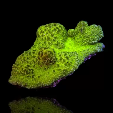 Hydnophora spp Green S-size (frag) Australie kopen | Coralandfishstore.nl