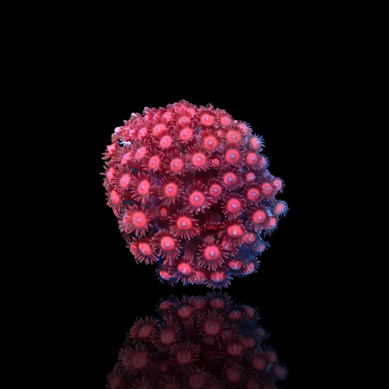 Goniopora sp Pink / Red bestellen ? l Coralandfishstore.nl Goniopora sp Pink / Red bestellen ? l Coralandfishstore.nl