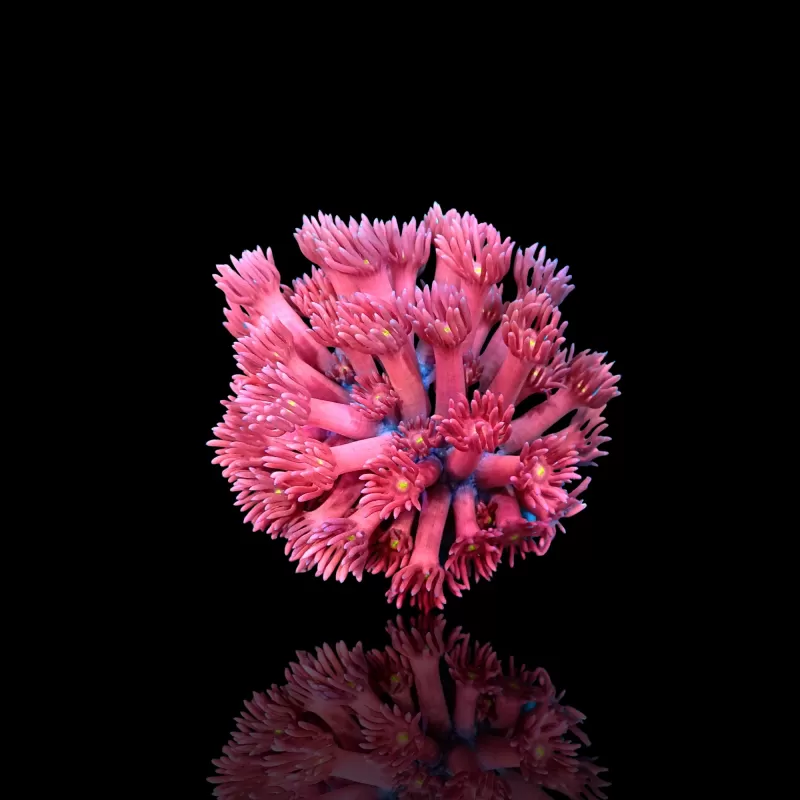 Goniopora sp Pink / Red bestellen ? l Coralandfishstore.nl Goniopora sp Pink / Red bestellen ? l Coralandfishstore.nl