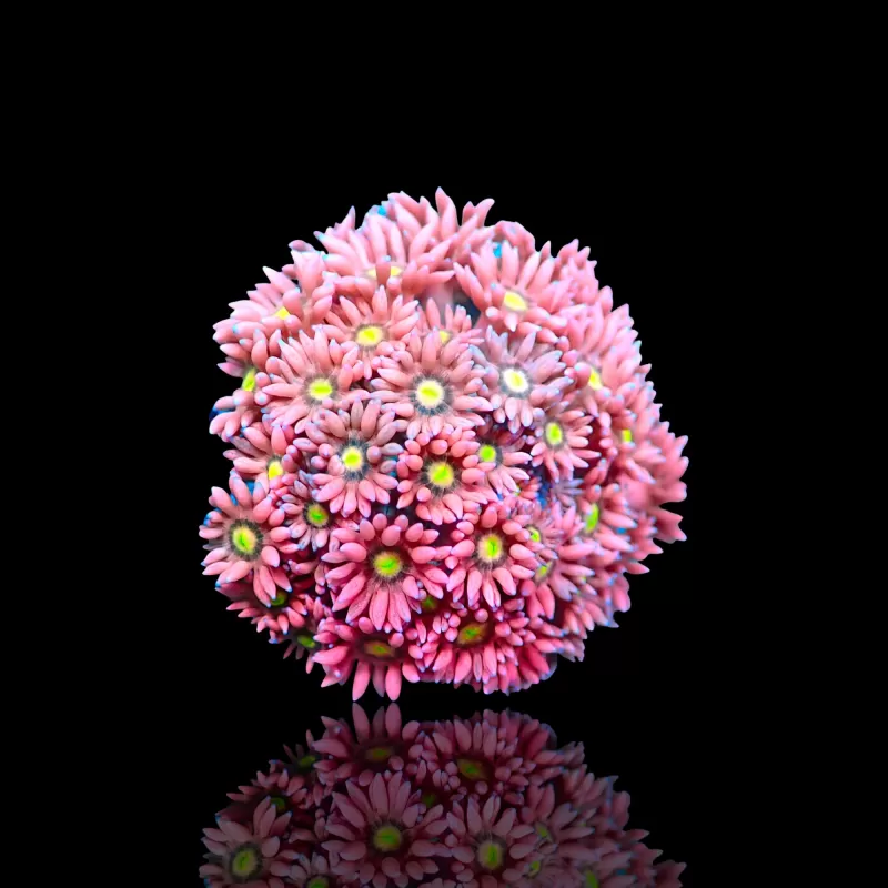 Goniopora sp Pink / Red bestellen ? l Coralandfishstore.nl Goniopora sp Pink / Red bestellen ? l Coralandfishstore.nl