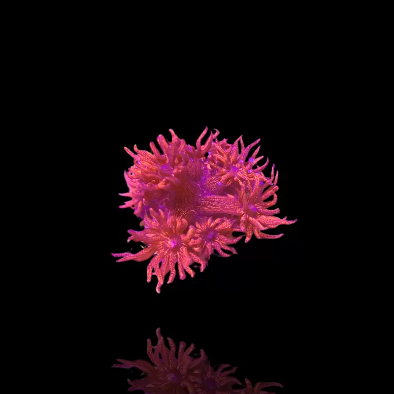 Goniopora sp Pink / Red bestellen ? l Coralandfishstore.nl Goniopora sp Pink / Red bestellen ? l Coralandfishstore.nl