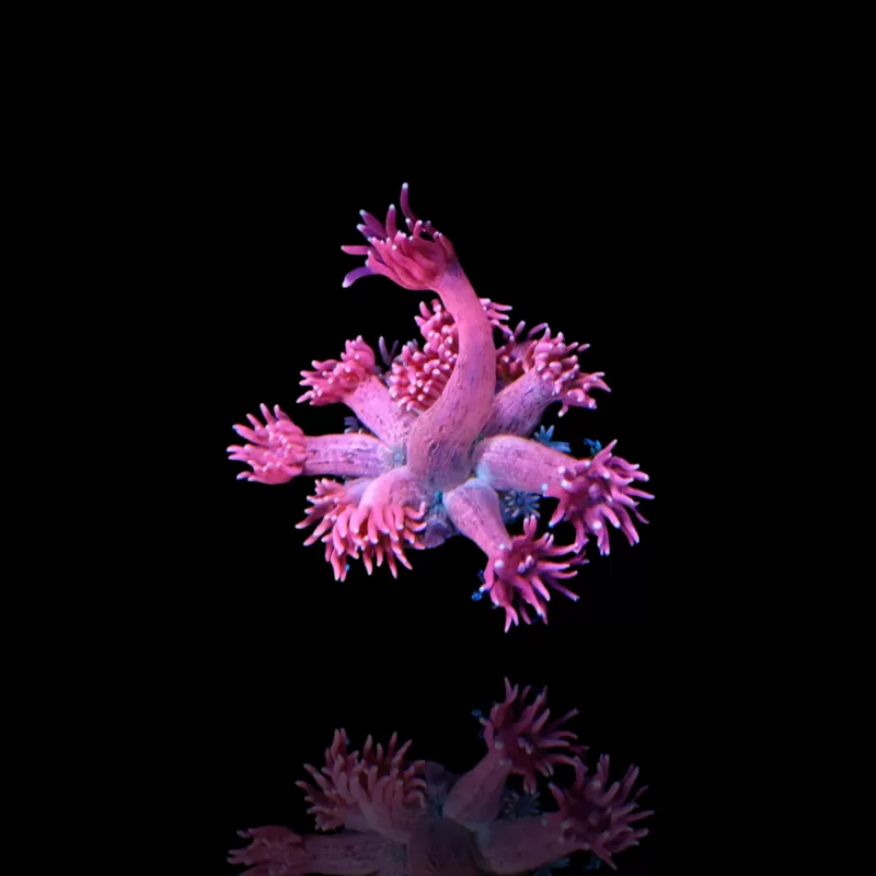 Goniopora sp Pink / Red bestellen ? l Coralandfishstore.nl Goniopora sp Pink / Red bestellen ? l Coralandfishstore.nl