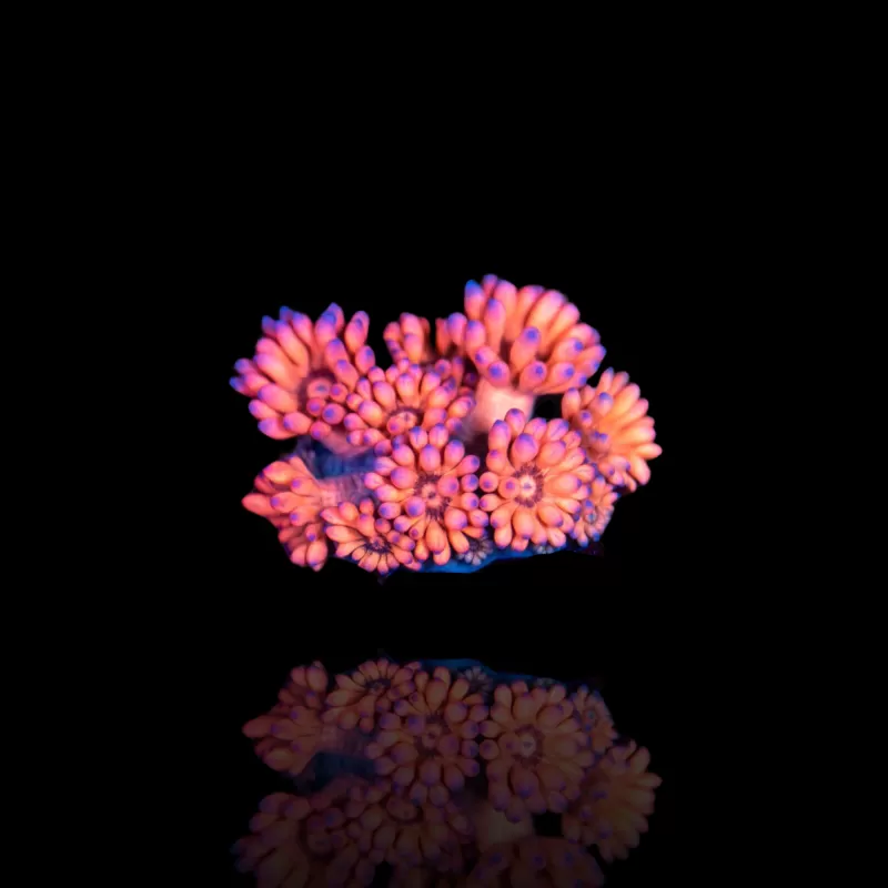 Goniopora sp Pink / Red bestellen ? l Coralandfishstore.nl Goniopora sp Pink / Red bestellen ? l Coralandfishstore.nl