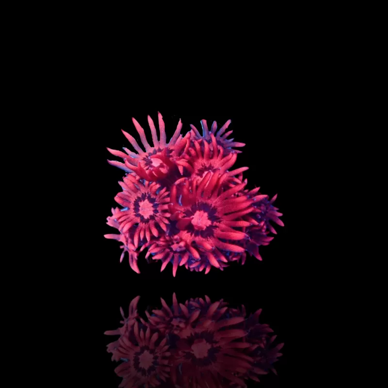 Goniopora sp Pink / Red bestellen ? l Coralandfishstore.nl Goniopora sp Pink / Red bestellen ? l Coralandfishstore.nl