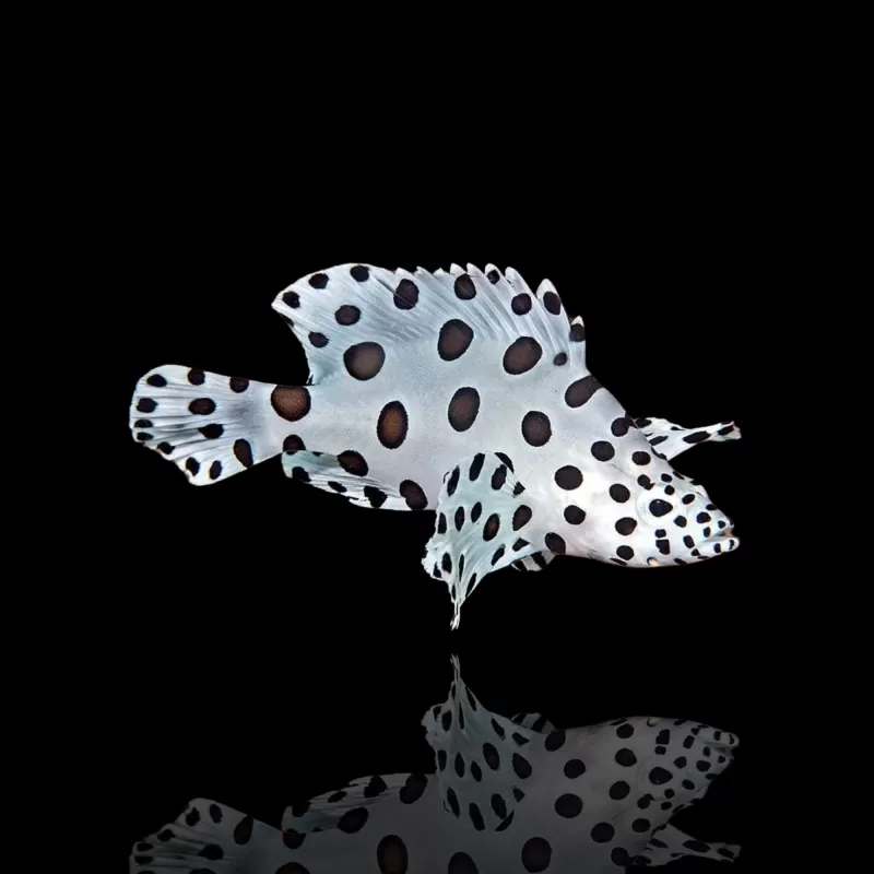 Cromileptes altivelis kopen ? Coralandfishstore Cromileptes altivelis kopen ? Coralandfishstore