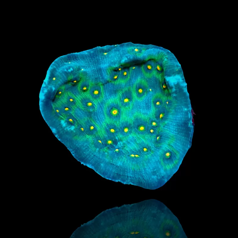 Mycedium Robokaki Chalice Coral kopen | Coralandfishstore.nl Mycedium Robokaki Chalice Coral kopen | Coralandfishstore.nl