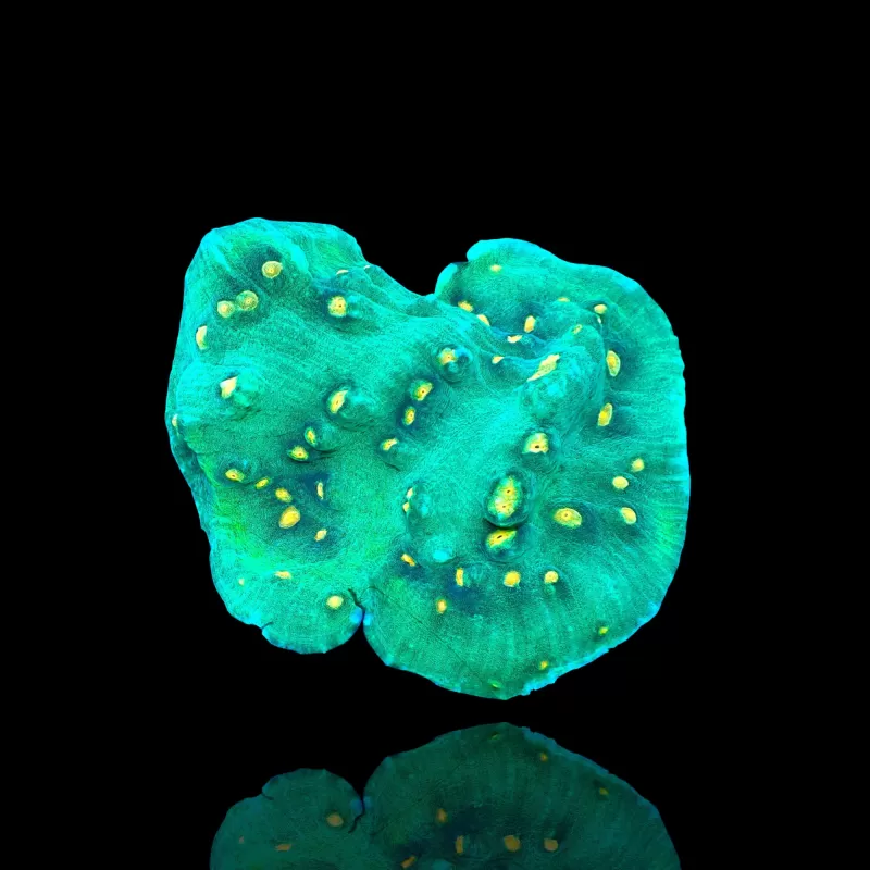 Mycedium Robokaki Chalice Coral kopen | Coralandfishstore.nl Mycedium Robokaki Chalice Coral kopen | Coralandfishstore.nl