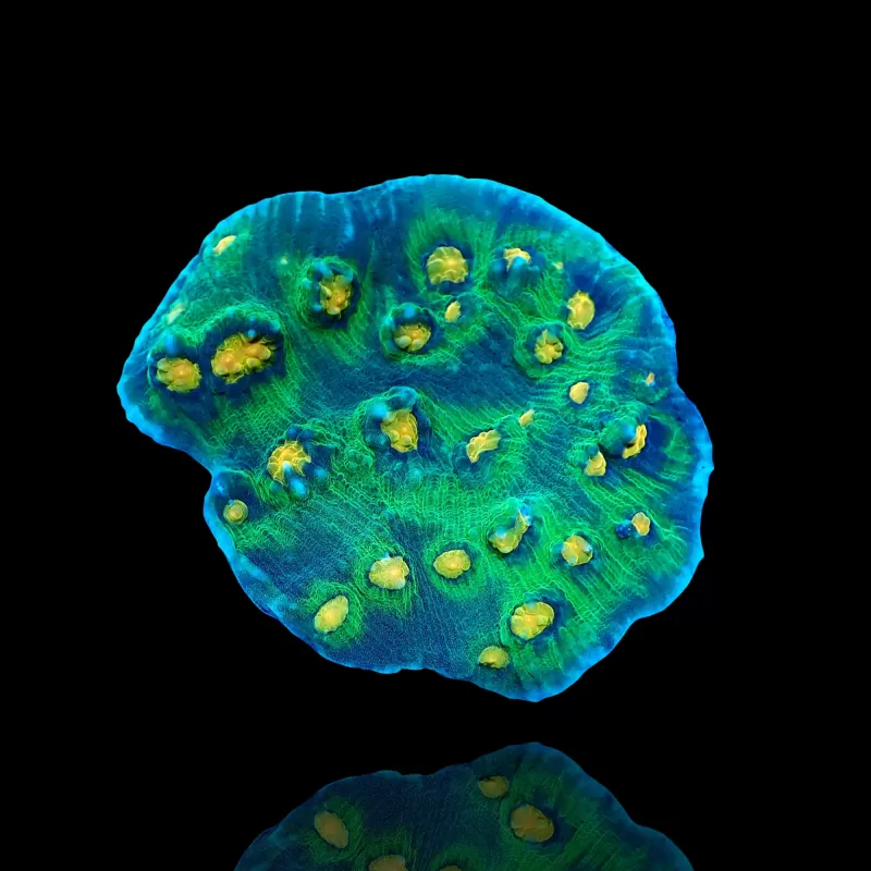 Mycedium Robokaki Chalice Coral kopen | Coralandfishstore.nl Mycedium Robokaki Chalice Coral kopen | Coralandfishstore.nl