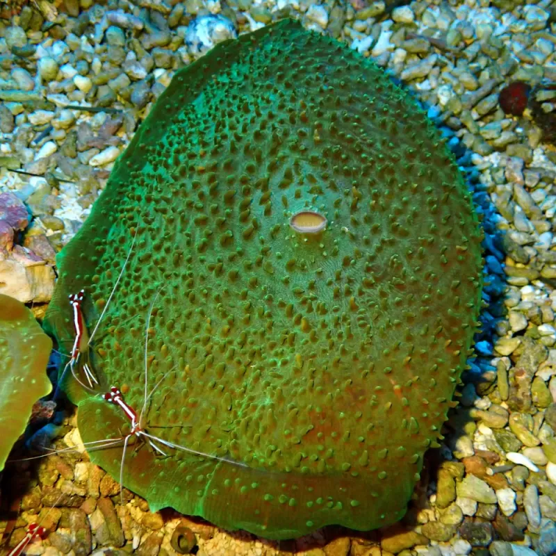 Möchten Sie Amplexidiscus Fenestrafer (XL) bestellen? l Coralandfishstore.nl Möchten Sie Amplexidiscus Fenestrafer (XL) bestellen? l Coralandfishstore.nl