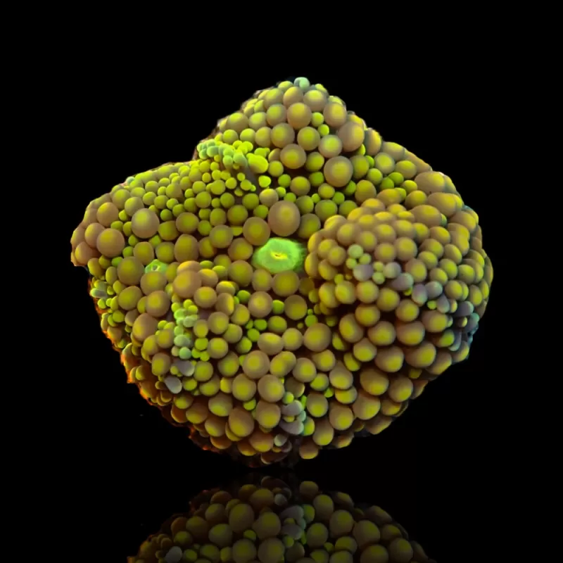 Ricordea Florida sp kaufen? Coralandfishstore.nl Ricordea Florida sp kaufen? Coralandfishstore.nl