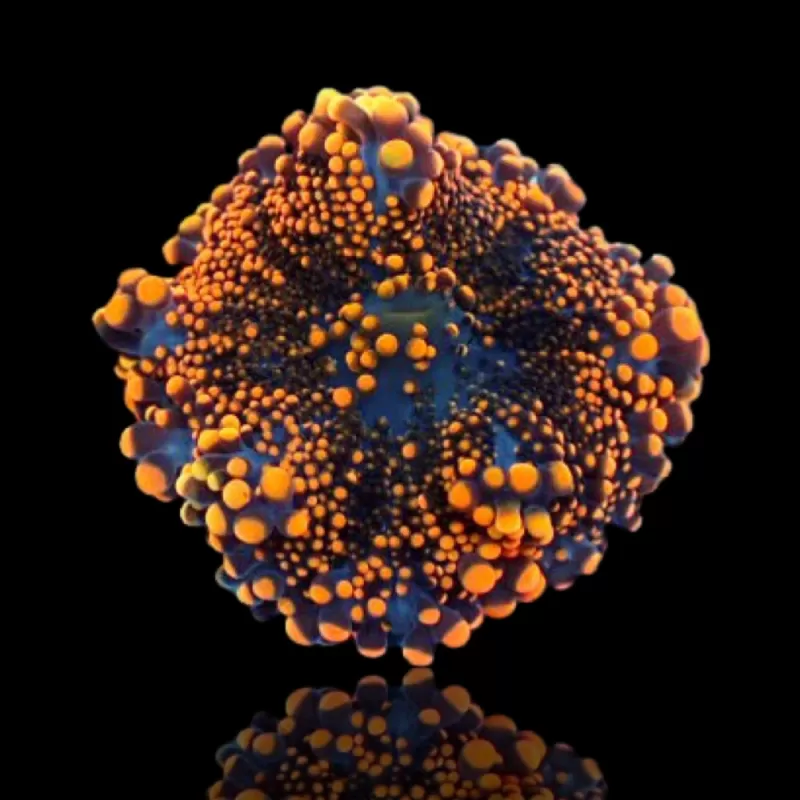 Ricordea Yuma Ultra Orange (1 Ohr) kaufen | Coralandfishstore.nl Ricordea Yuma Ultra Orange (1 Ohr) kaufen | Coralandfishstore.nl