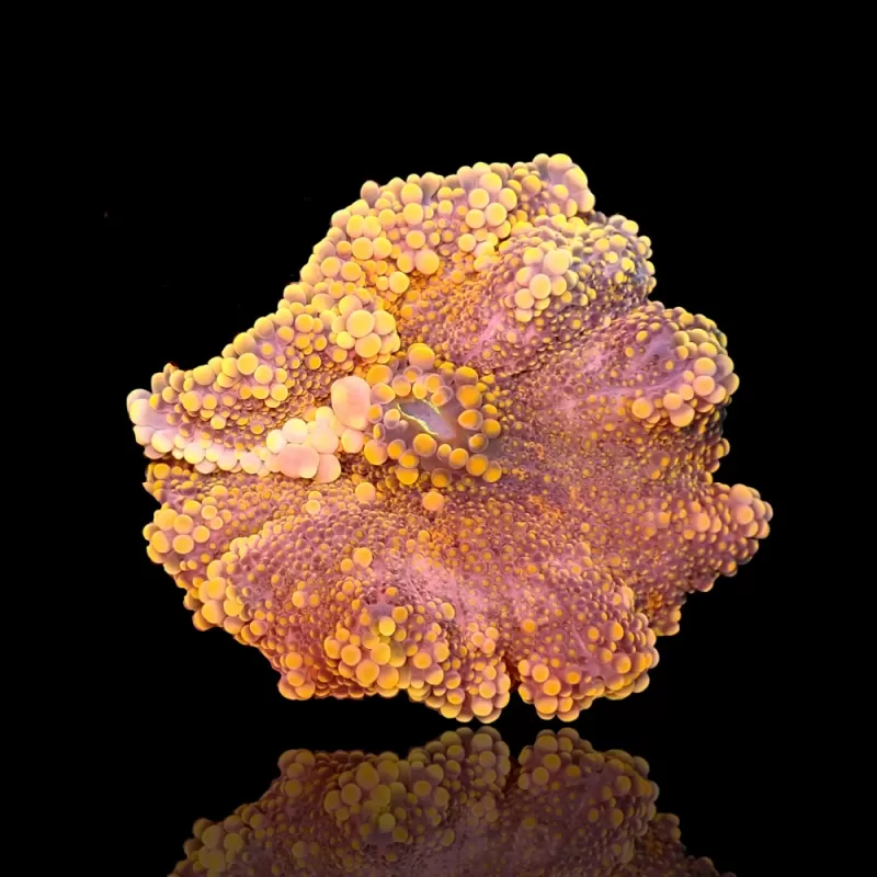 Ricordea Yuma Ultra Orange (1 oor) kopen | Coralandfishstore.nl Ricordea Yuma Ultra Orange (1 oor) kopen | Coralandfishstore.nl