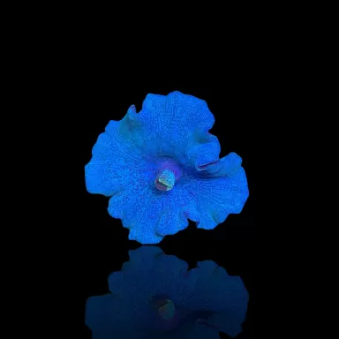 Discosoma Ultra Blue prijs per oor
