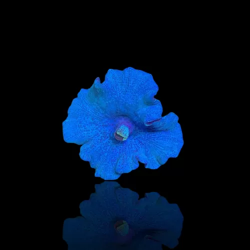 Discosoma Ultra Blue prijs per oor