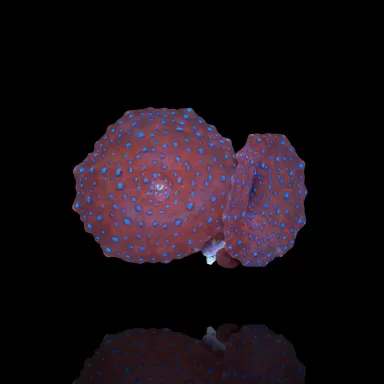 Discosoma Red mit blauen Flecken kaufen | Coralandfishstore.nl