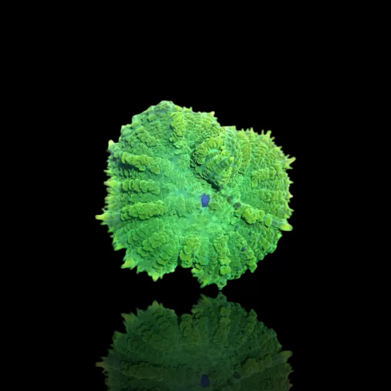 Discosoma groen kopen | Coralandfishstore.nl Discosoma groen kopen | Coralandfishstore.nl