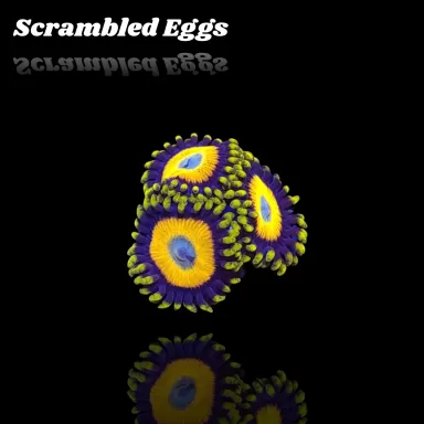 Zoanthus Scrambled Eggs