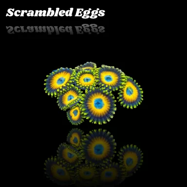 Zoanthus Scrambled Eggs kopen | Coralandfishstore.nl