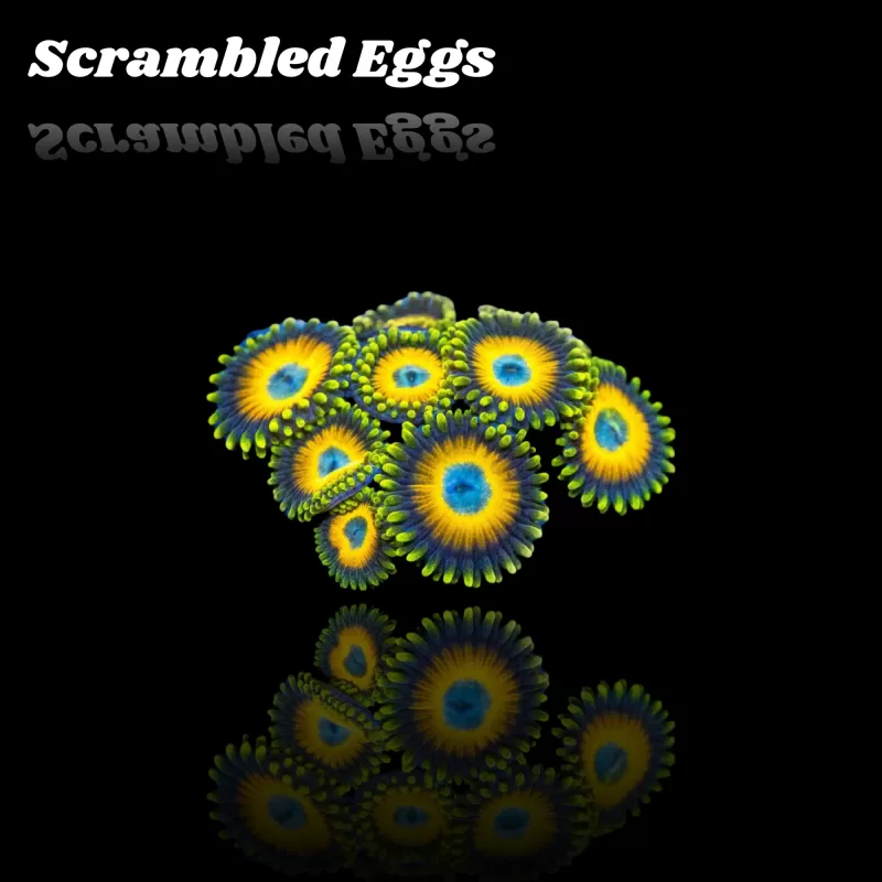 Zoanthus Scrambled Eggs kopen | Coralandfishstore.nl Zoanthus Scrambled Eggs kopen | Coralandfishstore.nl