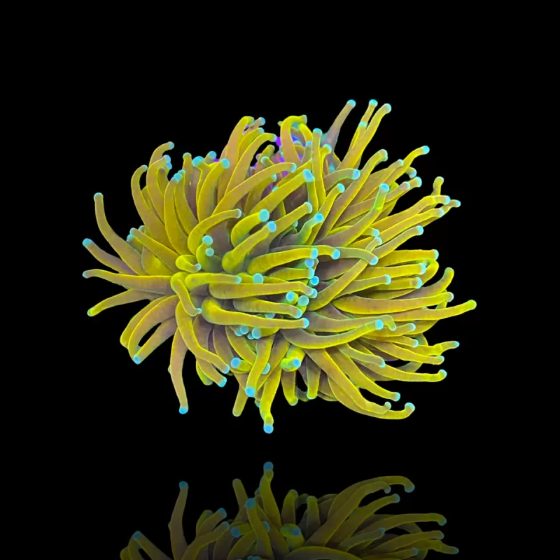 Euphyllia Glabrescens Holy Moly Torch kopen | Coralandfishstore.nl