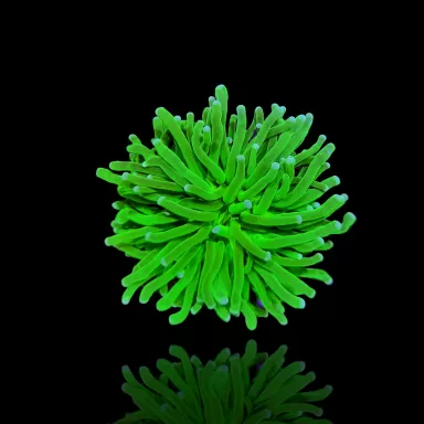 Euphyllia Glabrescens Green/Yellow Tips - per kop kopen | Coralandfishstore.nl