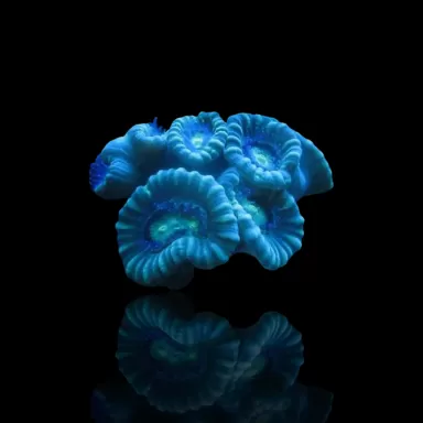 Caulastrea spp Blue