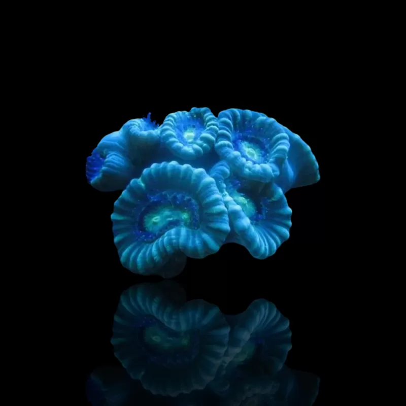 Caulastrea Blue | Coralandfishstore.nl Caulastrea Blue | Coralandfishstore.nl