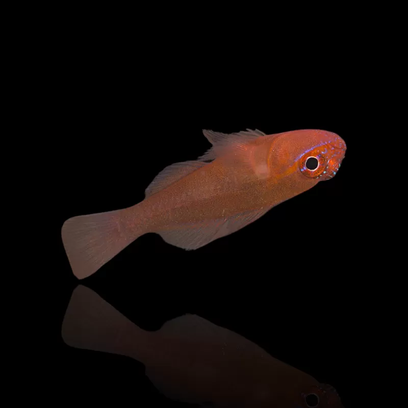 Trimma striata Trimma striata