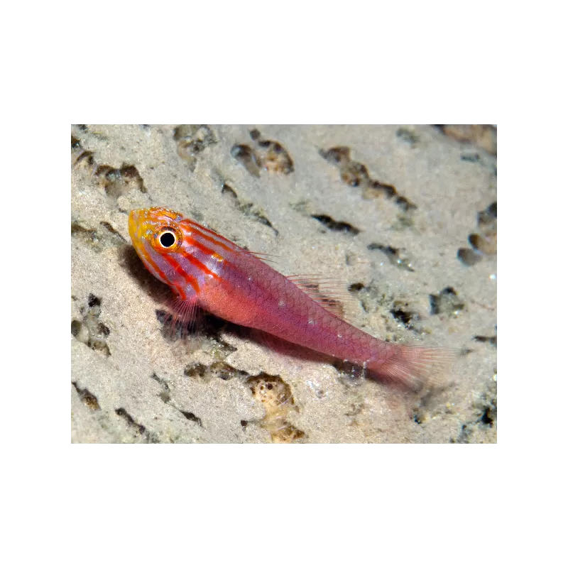 Trimma striata Trimma striata