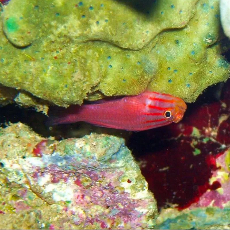 Trimma striata Trimma striata