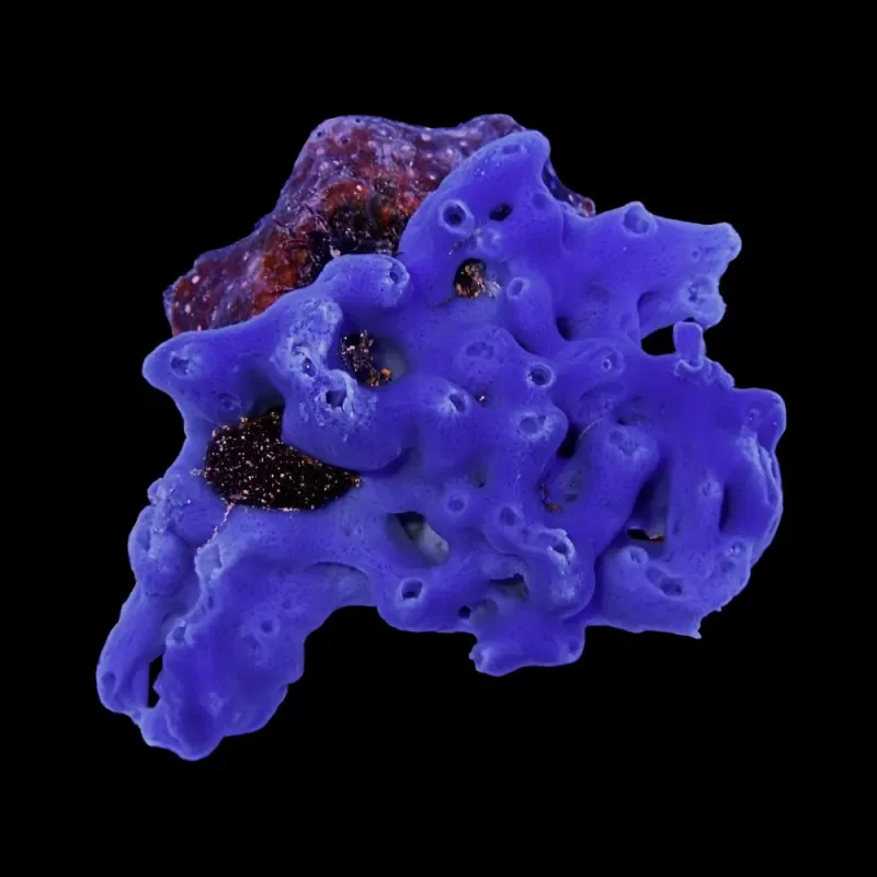 Haliclona Schwamm blau kaufen? | Coralandfishstore.nl Haliclona Schwamm blau kaufen? | Coralandfishstore.nl