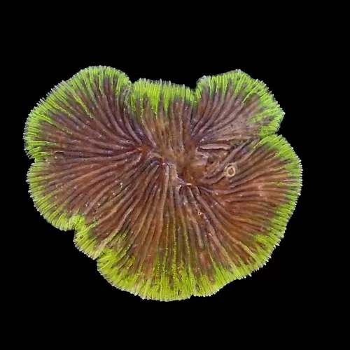 Cycloseris spp Premium | Coralandfishstore.nl